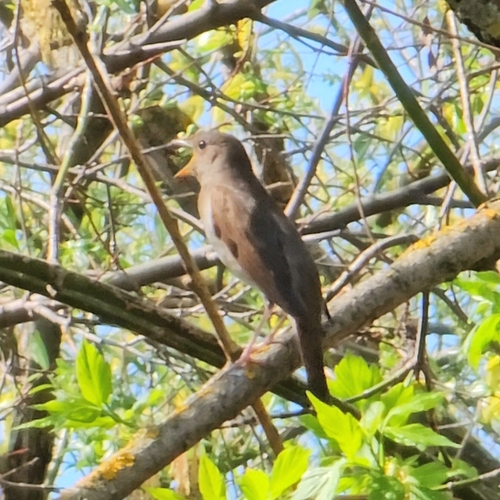 Thrush Nightingale (Luscinia luscinia), photo 7