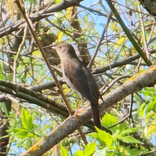 Thrush Nightingale (Luscinia luscinia), photo 8