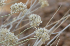 Helichrysum tomentosulum subsp. tomentosulum image