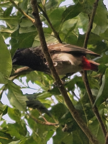 Red-vented Bulbul