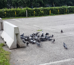 Columba livia domestica