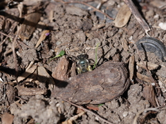 Andrena cerasifolii