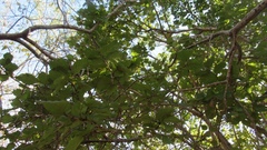 Zanthoxylum arborescens