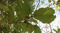 Zanthoxylum arborescens