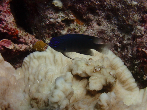 Pomacentrus indicus observed 2026-05-07