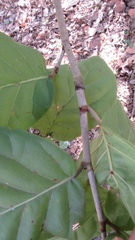 Zanthoxylum arborescens