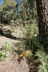 Descurainia millefolia