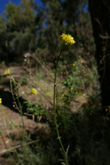 Descurainia millefolia