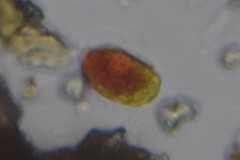 Haematococcus