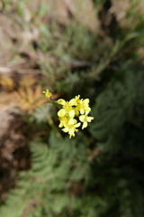 Descurainia millefolia