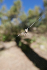 Araneus annulipes