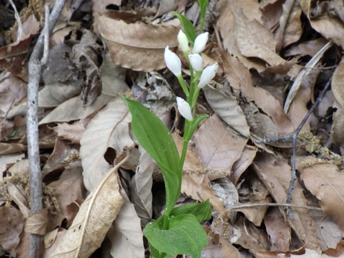 Cephalanthera erecta iNat (3)