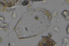 Argynnia dentistoma