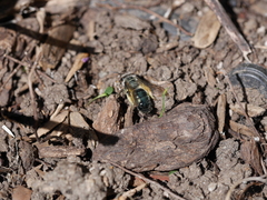 Andrena cerasifolii