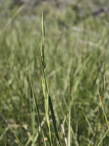 Brachypodium phoenicoides, photograph 2