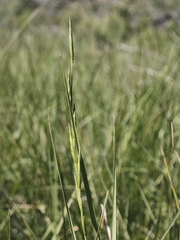 (c) Aubin NORMAND, some rights reserved (CC BY) Brachypodium phoenicoides, photograph (c) Aubin NORMAND, some rights reserved (CC BY)