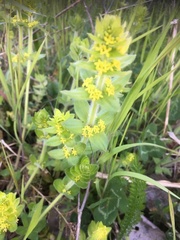 Cruciata laevipes