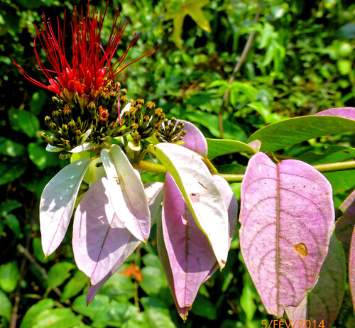 Combretum racemosum (Combretum racemosum)