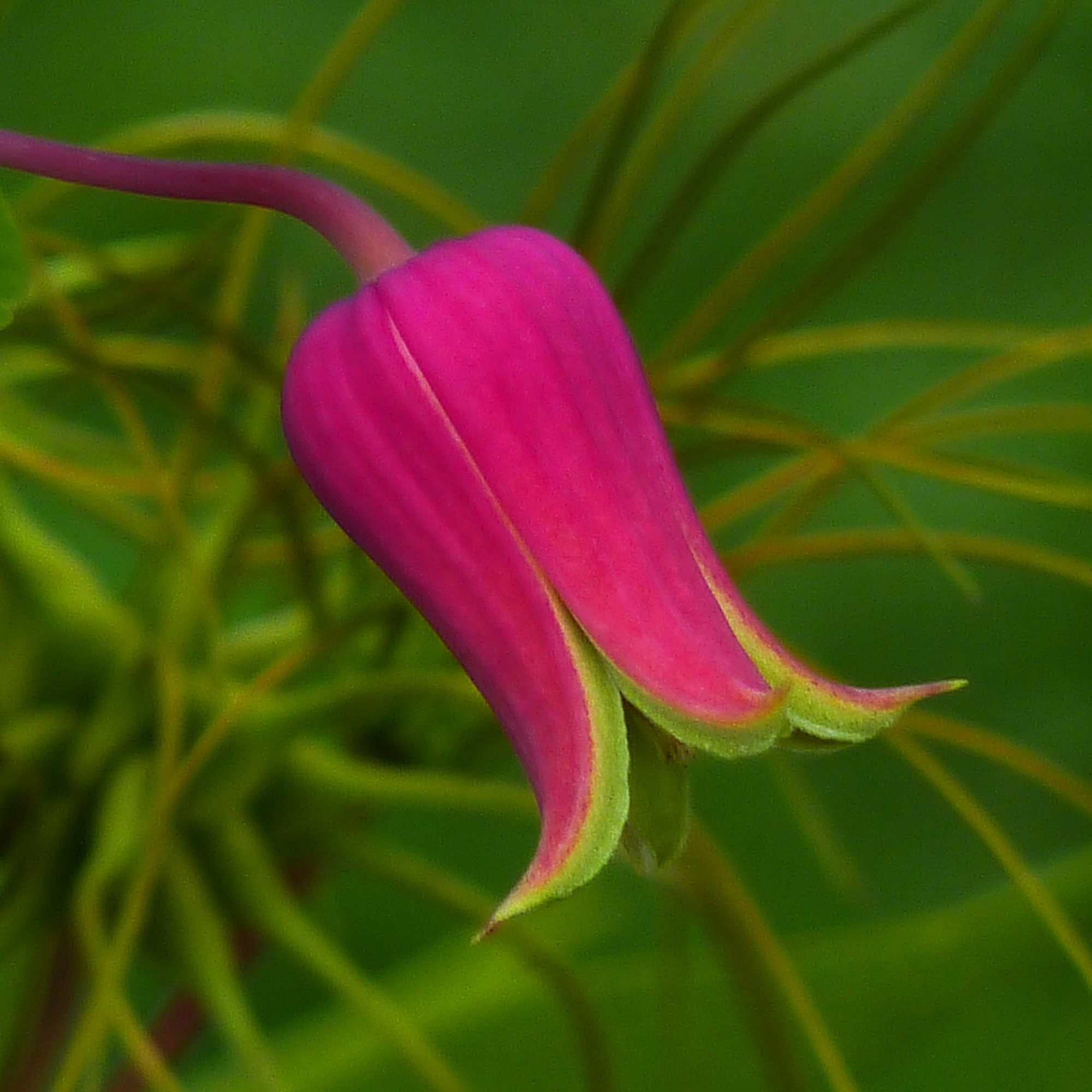 Clematis glaucophylla