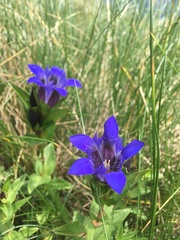 Gentiana septemfida