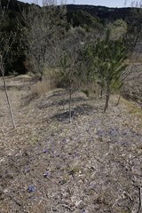 Gentiana thunbergii thunbergii
