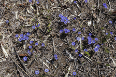 Gentiana thunbergii thunbergii
