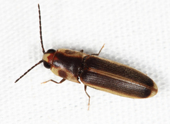 Anchastus moratus