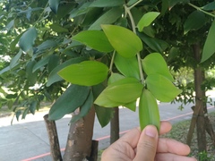 Agathis dammara