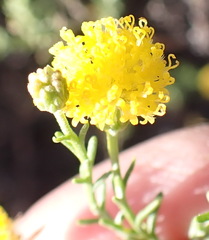 Chrysocoma ciliata, photograph (c) Nicola van Berkel, some rights reserved (CC BY-SA)