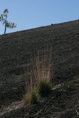 Arrhenatherum calderae