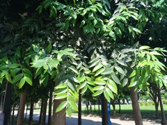Agathis dammara