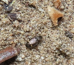 Tetragonoderus sericatus