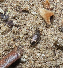 Tetragonoderus sericatus