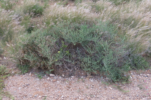 Mesembryanthemum coriarium