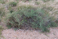 Mesembryanthemum coriarium
