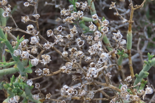 Mesembryanthemum coriarium