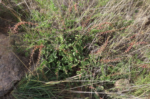 Pupalia lappacea, photograph 4