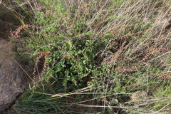 Pupalia lappacea, photograph author not stated, no rights reserved