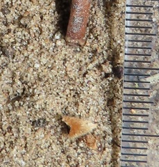 Tetragonoderus sericatus