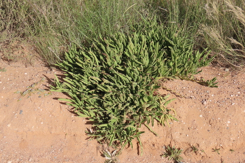 Cyphostemma hereroense