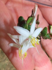 Chlorophytum krookianum