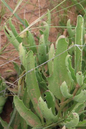 Cyphostemma hereroense