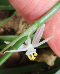 Chlorophytum krookianum