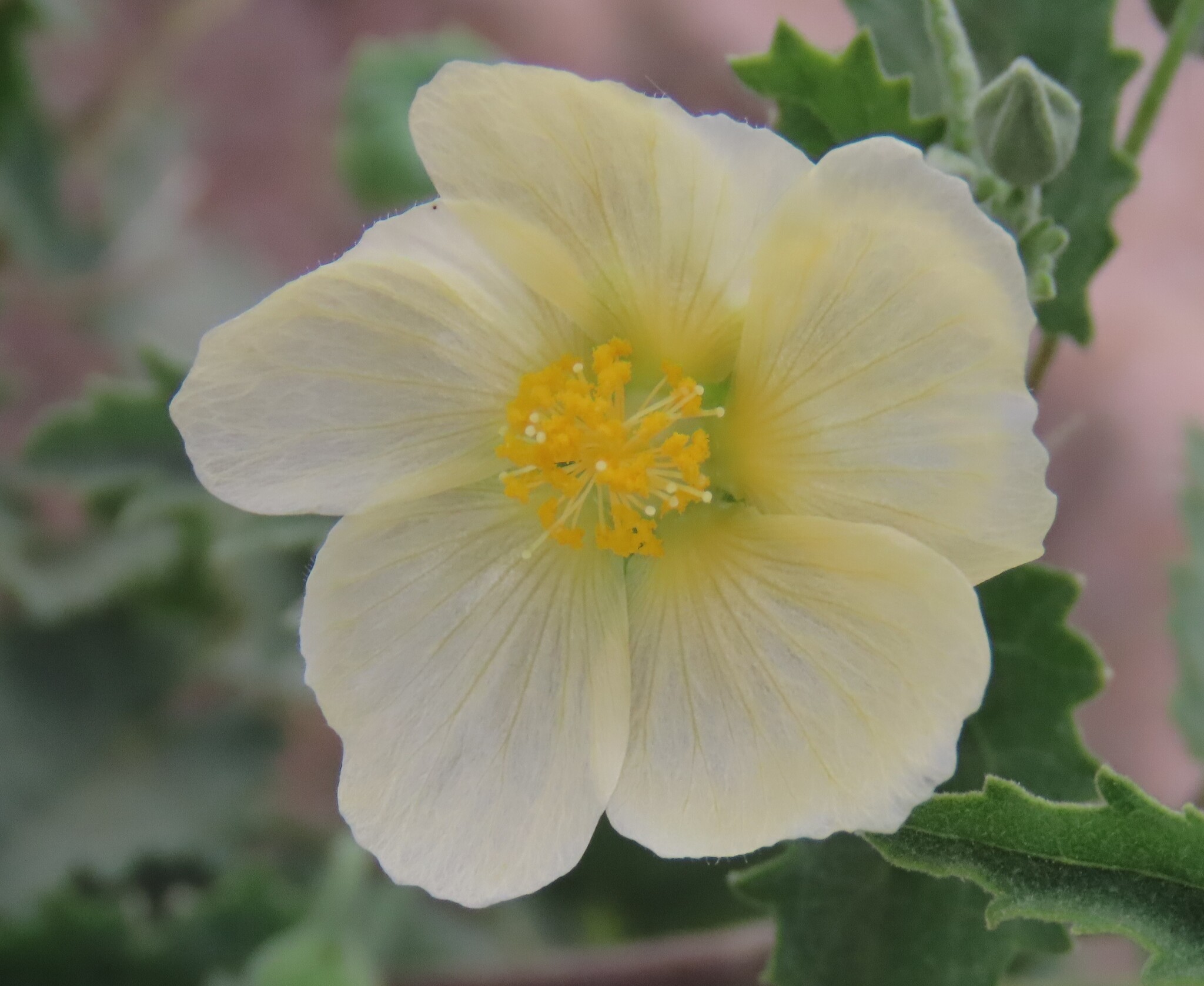 Abutilon dinteri Ulbr. 2