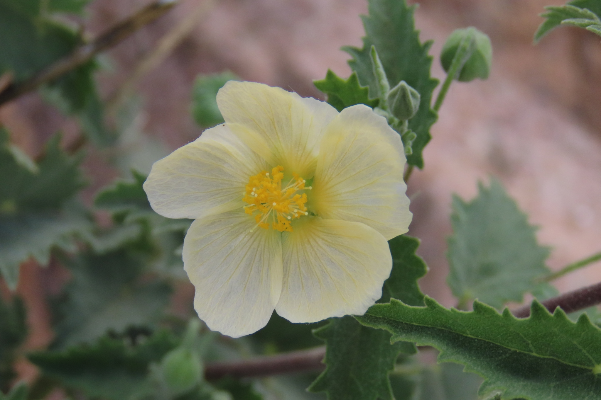 Abutilon dinteri Ulbr.