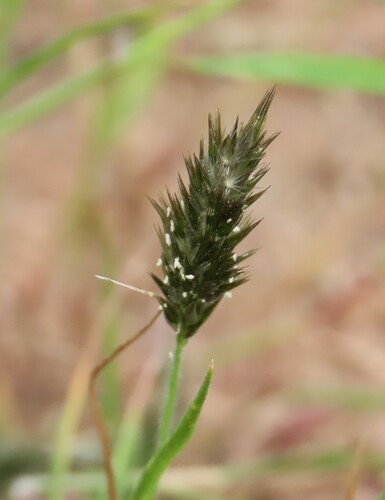 Enneapogon desvauxii, photograph 5
