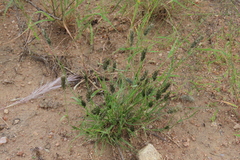 Enneapogon desvauxii, photograph author not stated, no rights reserved