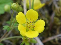 Potentilla freyniana