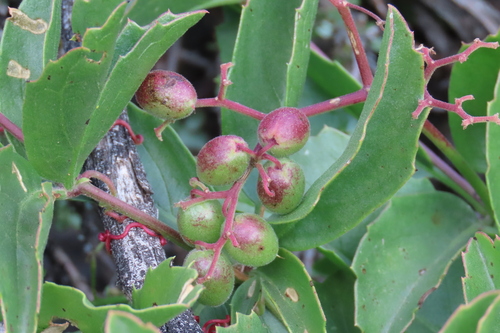 Cyphostemma congestum