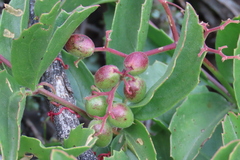 Cyphostemma congestum